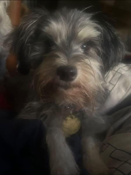 Macy, Adoptable, Senior Female Miniature Schnauzer.