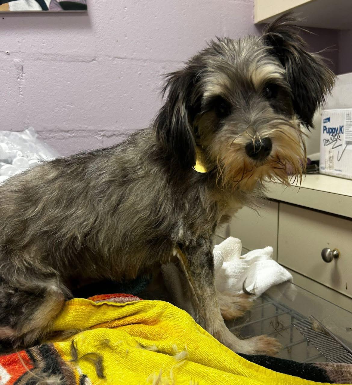 Macy, a Adoptable Miniature Schnauzer in Oak Ridge, NJ image 2/4