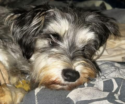 Macy, a Adoptable Miniature Schnauzer in Oak Ridge, NJ image 3/4