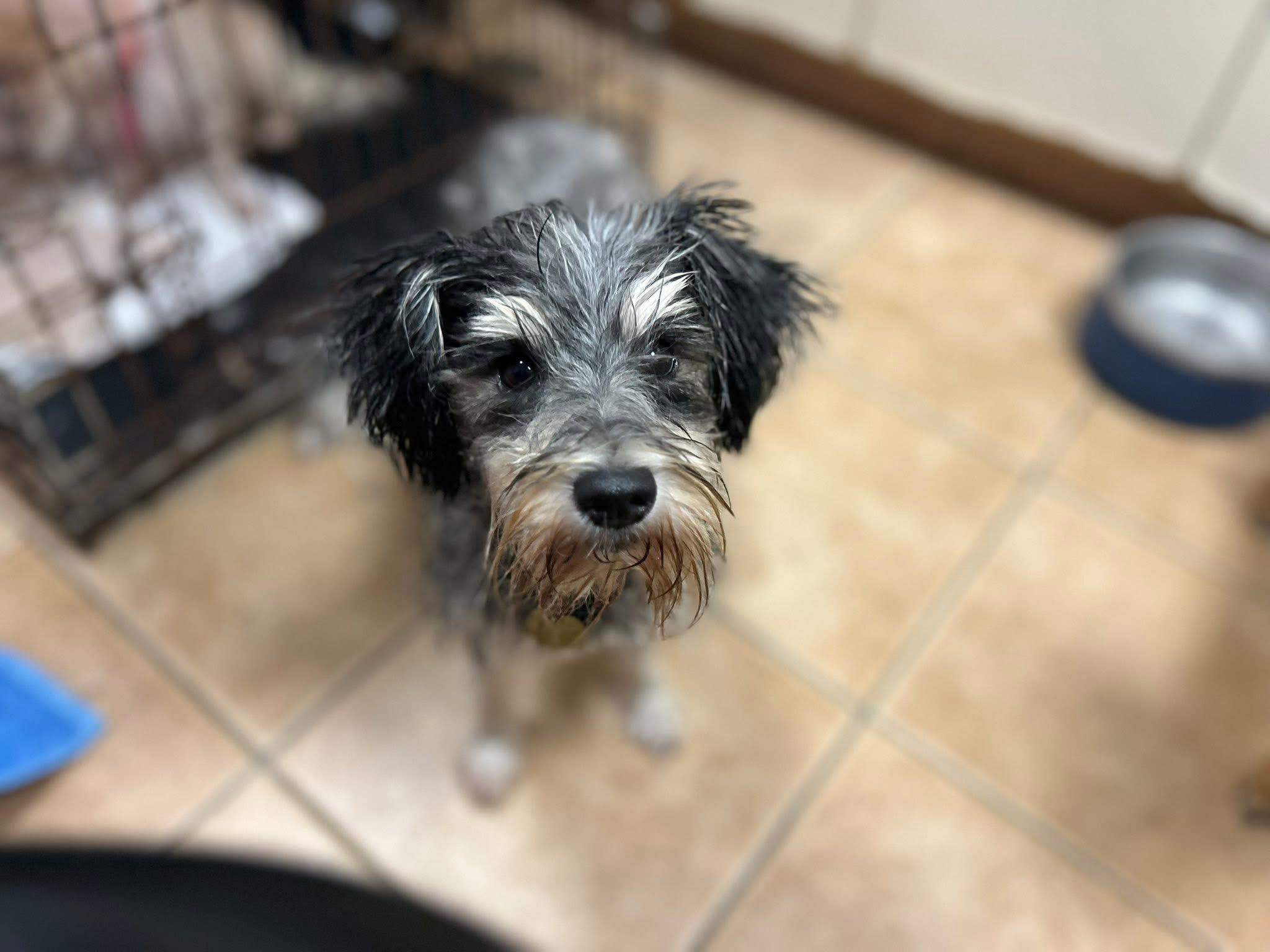 Macy, a Adoptable Miniature Schnauzer in Oak Ridge, NJ image 4/4