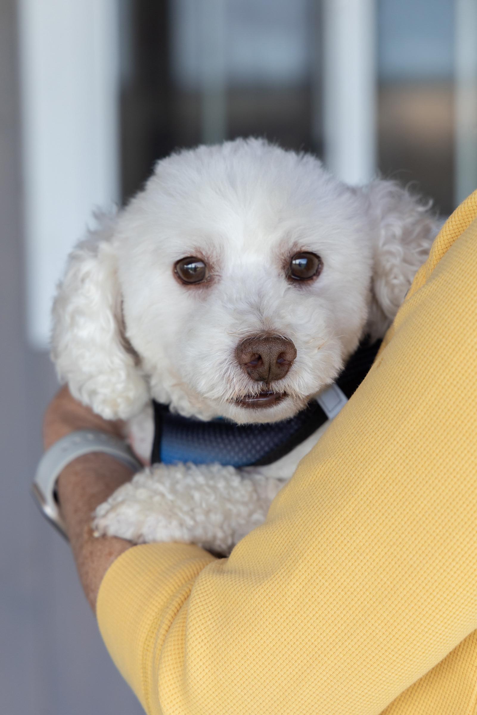 Bentley (IL) has some vision, a ADOPTABLE mixed breed in Winslow, IL image 2/3