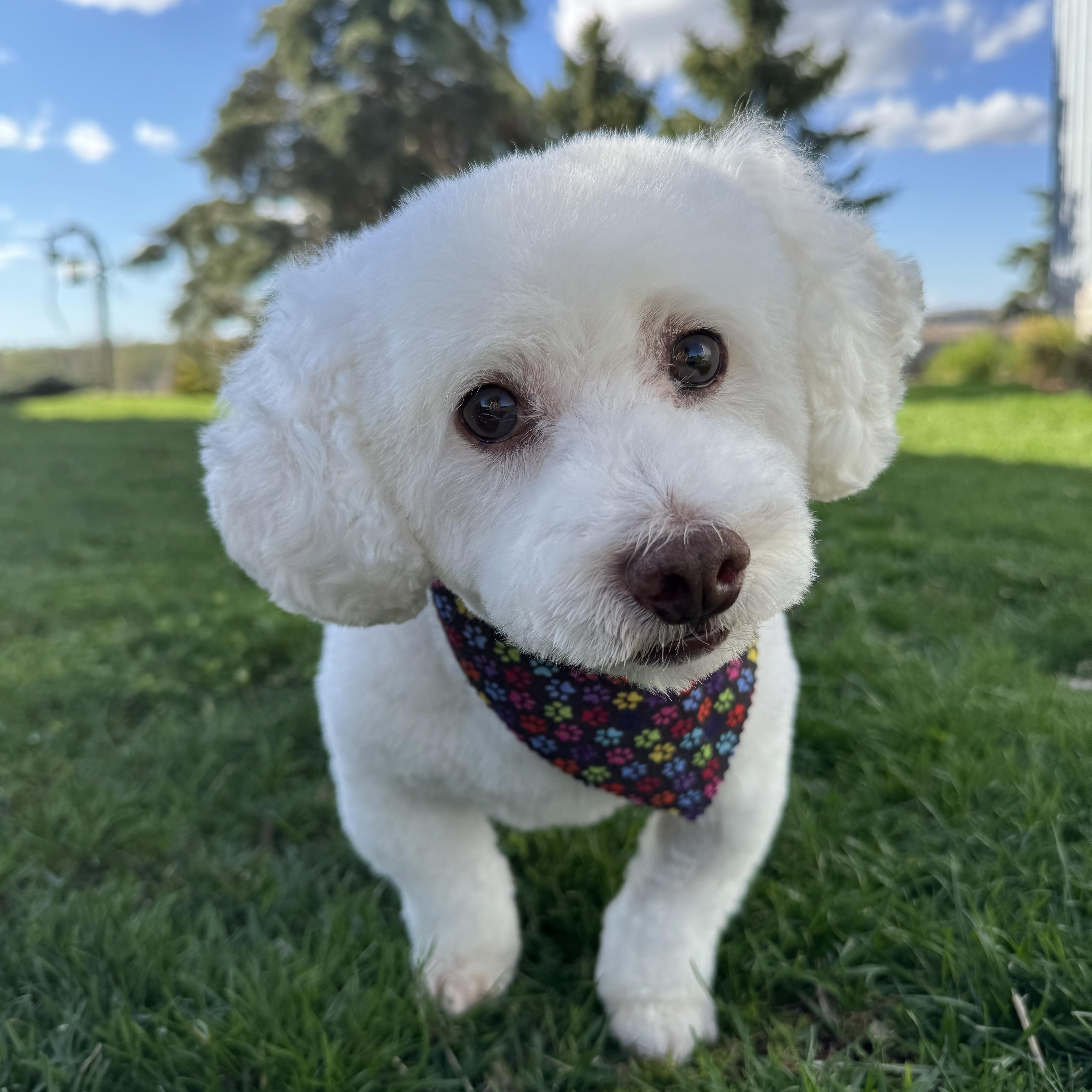 Bentley (IL) has some vision, ADOPTABLE, Adult Male Poodle (Toy) & Bichon Frise.