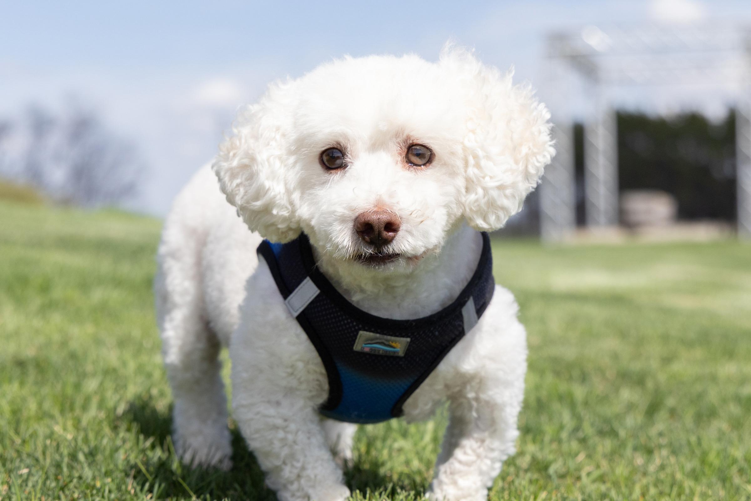 Bentley (IL) has some vision, a ADOPTABLE mixed breed in Winslow, IL image 3/3