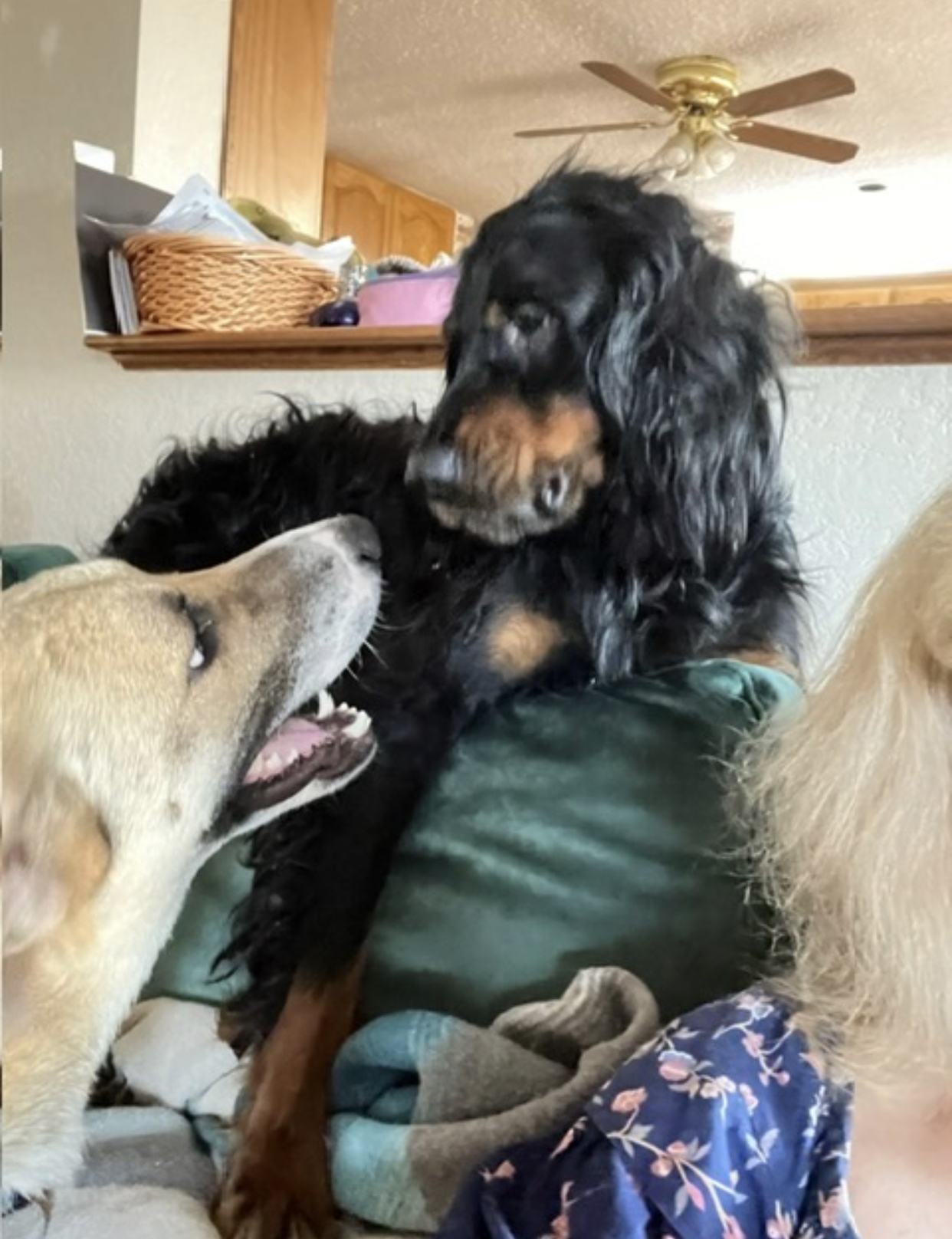 Seymour, a Adoptable mixed breed in Pflugerville, TX image 2/5