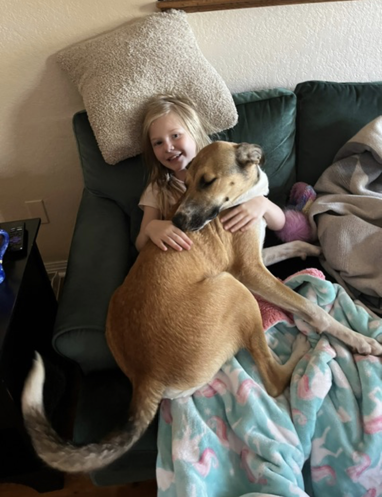 Seymour, a Adoptable mixed breed in Pflugerville, TX image 3/5