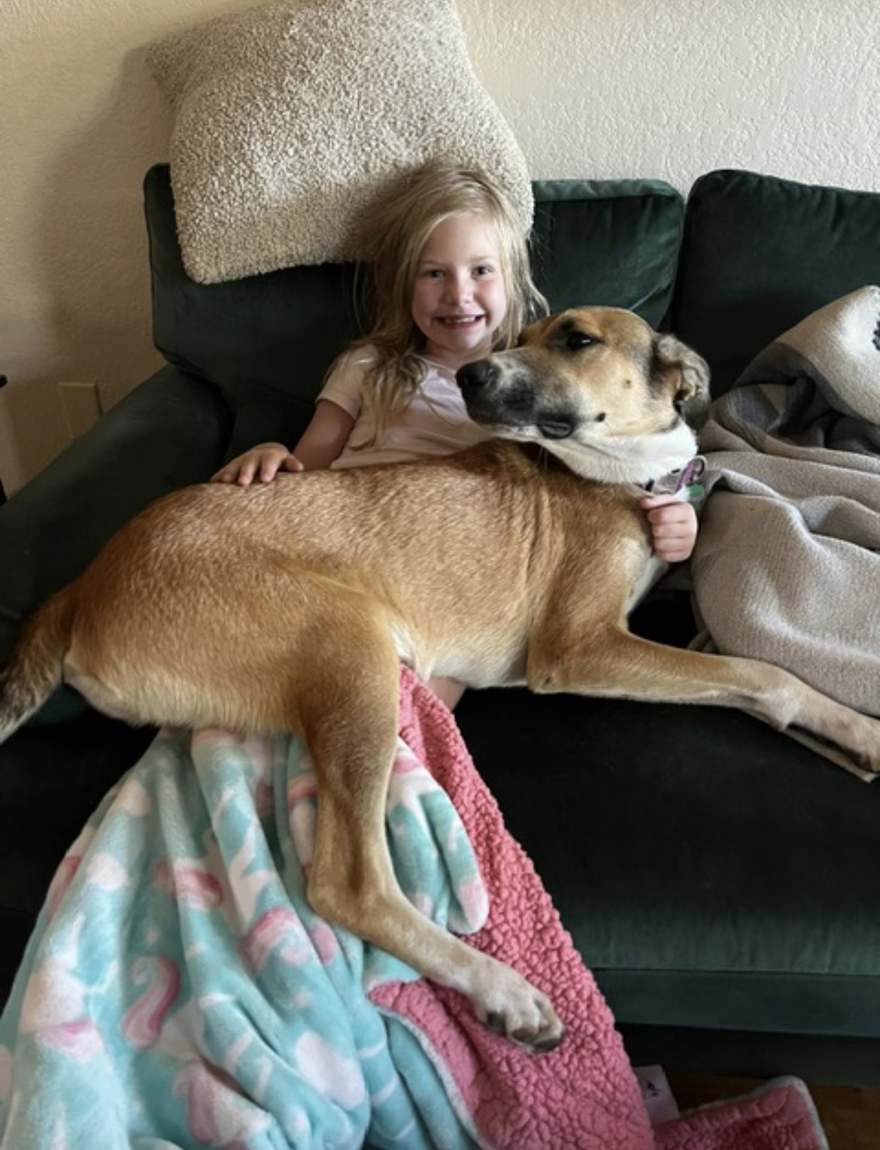 Seymour, a Adoptable mixed breed in Pflugerville, TX image 4/5