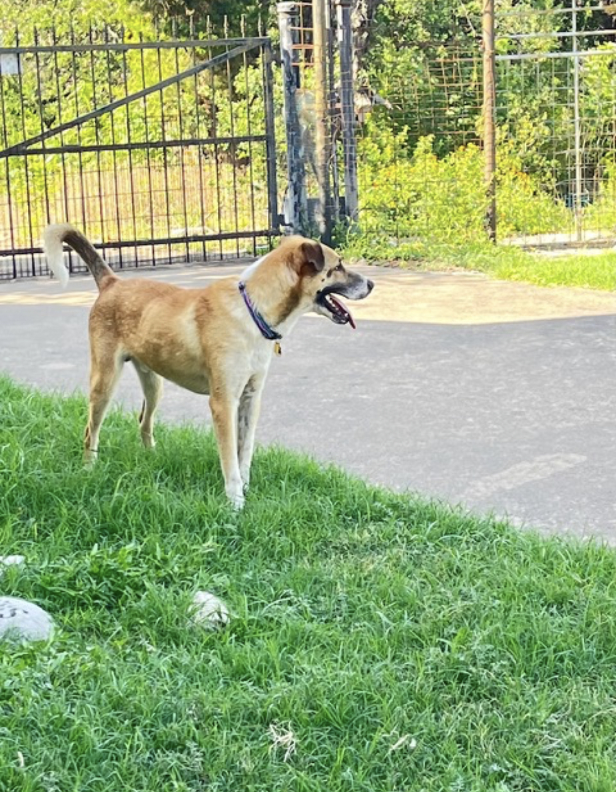 Seymour, a Adoptable mixed breed in Pflugerville, TX image 5/5