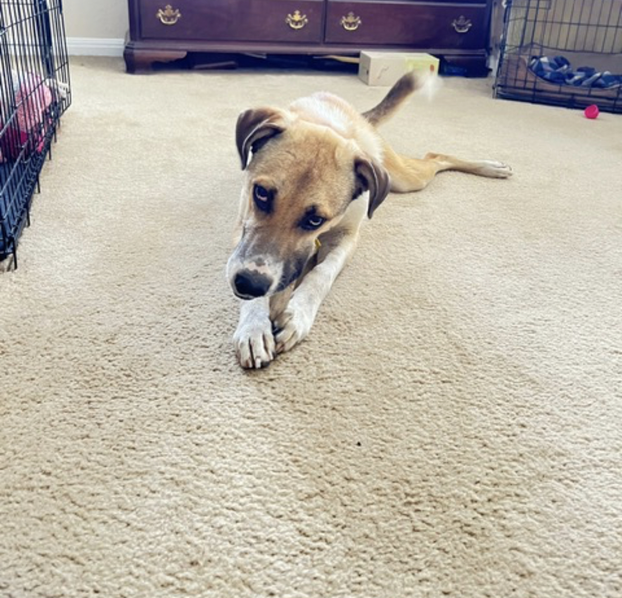 Seymour, Adoptable, Young Male German Shepherd Dog.