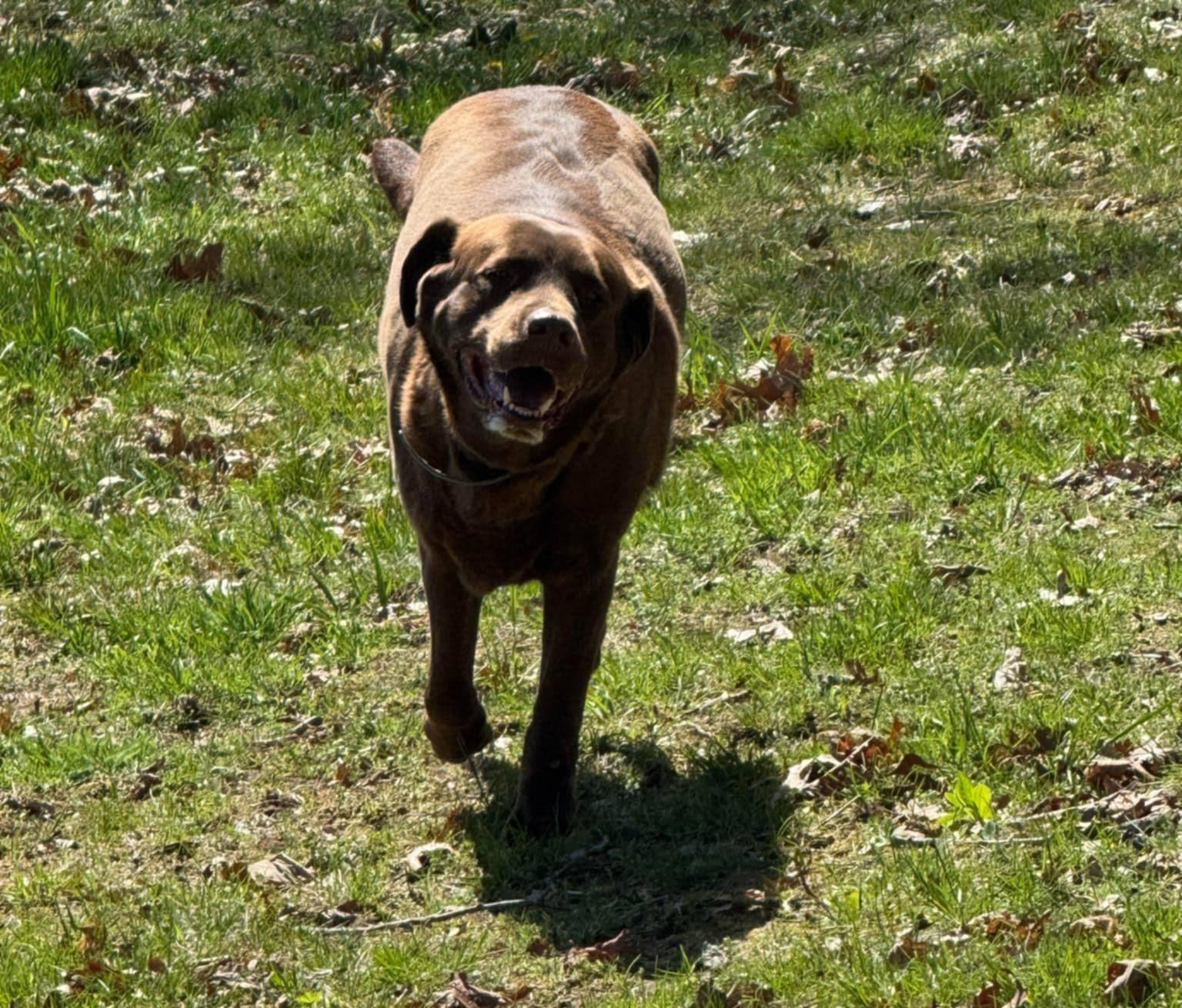 Kimbra- owner rehome