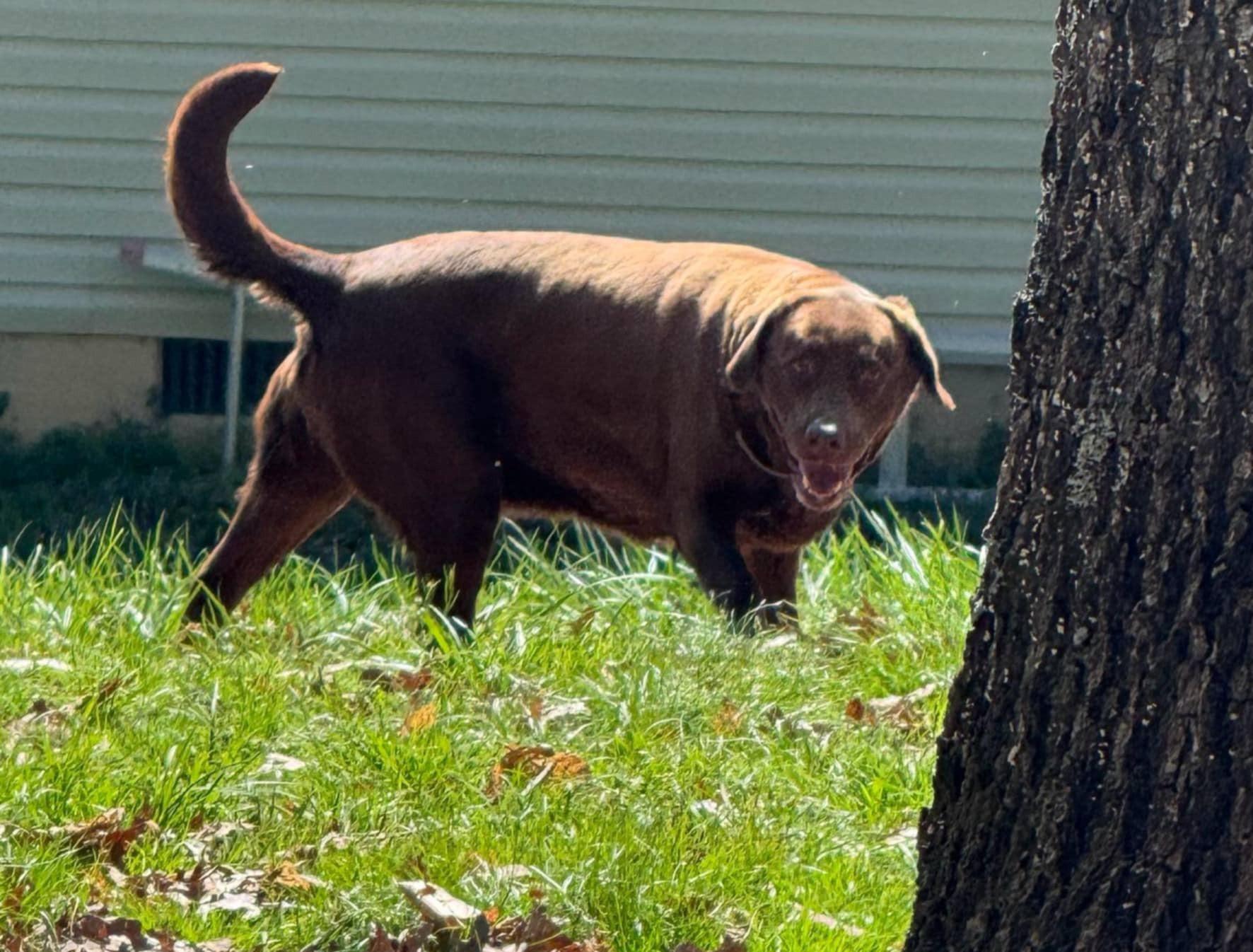 Kimbra- owner rehome, a Adoptable Labrador Retriever in Monterey, VA image 1/3