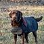 Kimbra- owner rehome, a Adoptable Labrador Retriever in Monterey, VA image 2/3