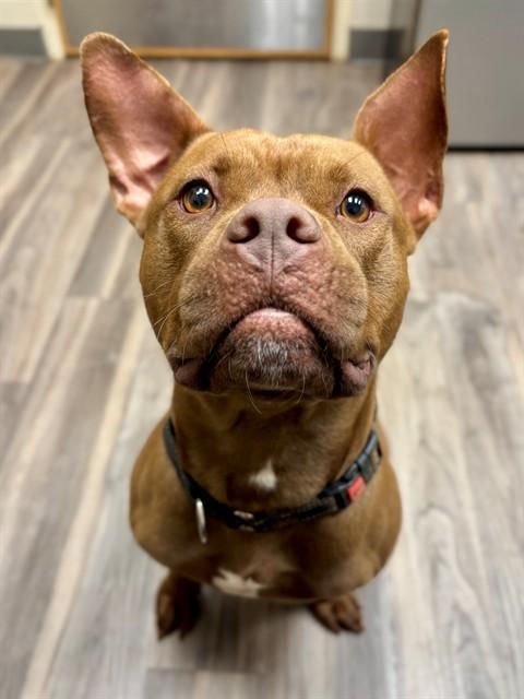 ASTRO, Adoptable, Adult Male American Staffordshire Terrier & Mixed Breed.