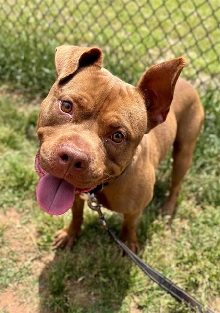 ASTRO, Adoptable, Adult Male American Staffordshire Terrier & Mixed Breed.