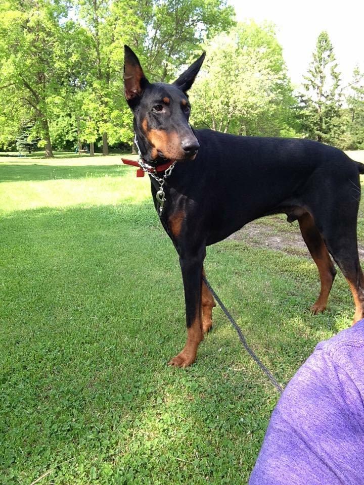 Gunner, Adopted, Adult Male Doberman Pinscher.