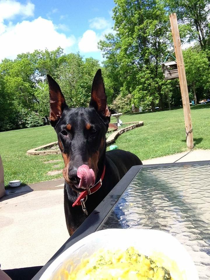 Gunner, a Adopted Doberman Pinscher in Minneapolis, MN image 2/3