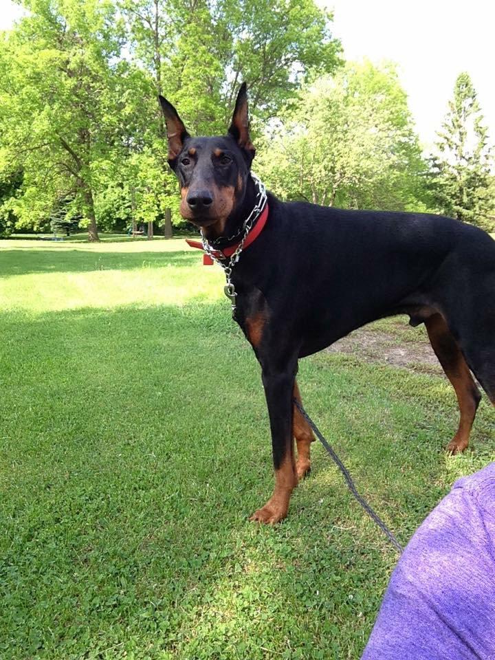 Gunner, a Adopted Doberman Pinscher in Minneapolis, MN image 3/3