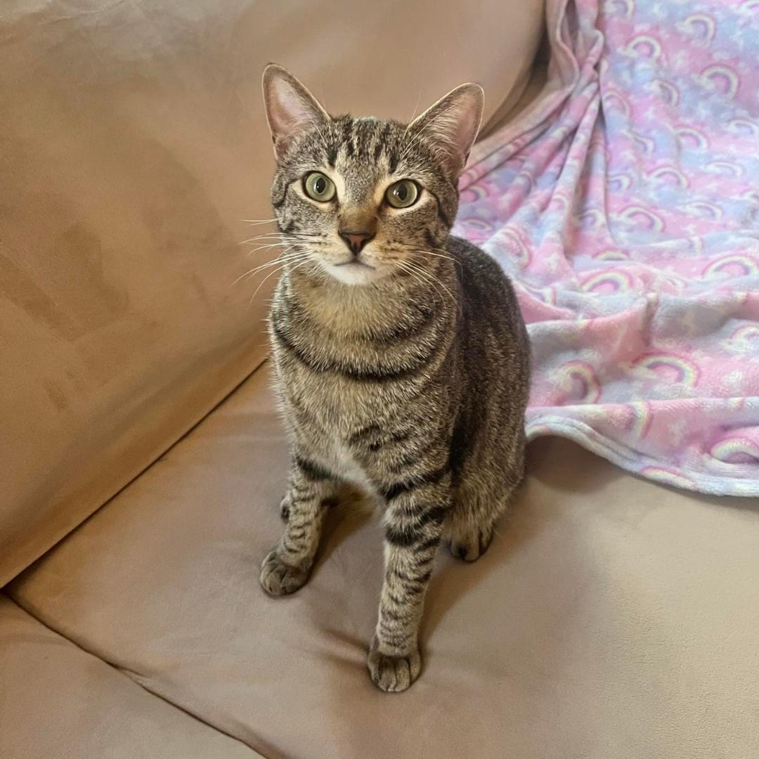 Oscar, Young Male unknown