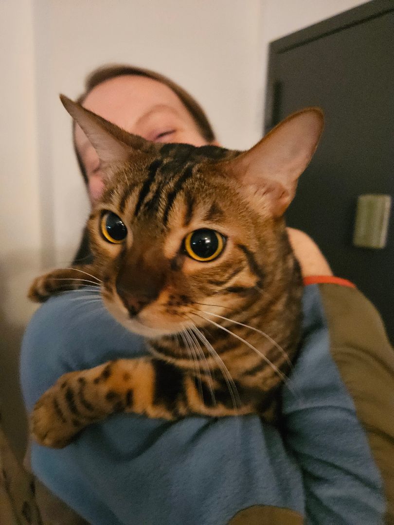 MAGIC, Adopted, Young Male Bengal.
