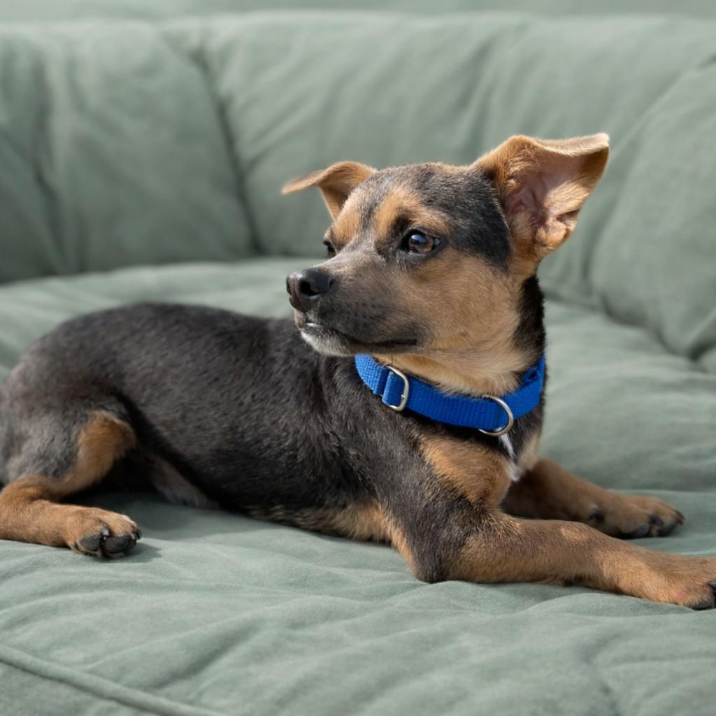 Tramp, a Adoptable mixed breed in Wimberley, TX image 2/6