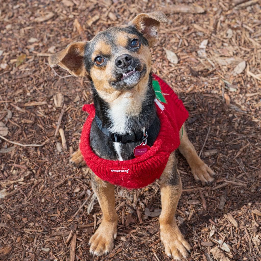 Tramp, a Adoptable mixed breed in Wimberley, TX image 3/6