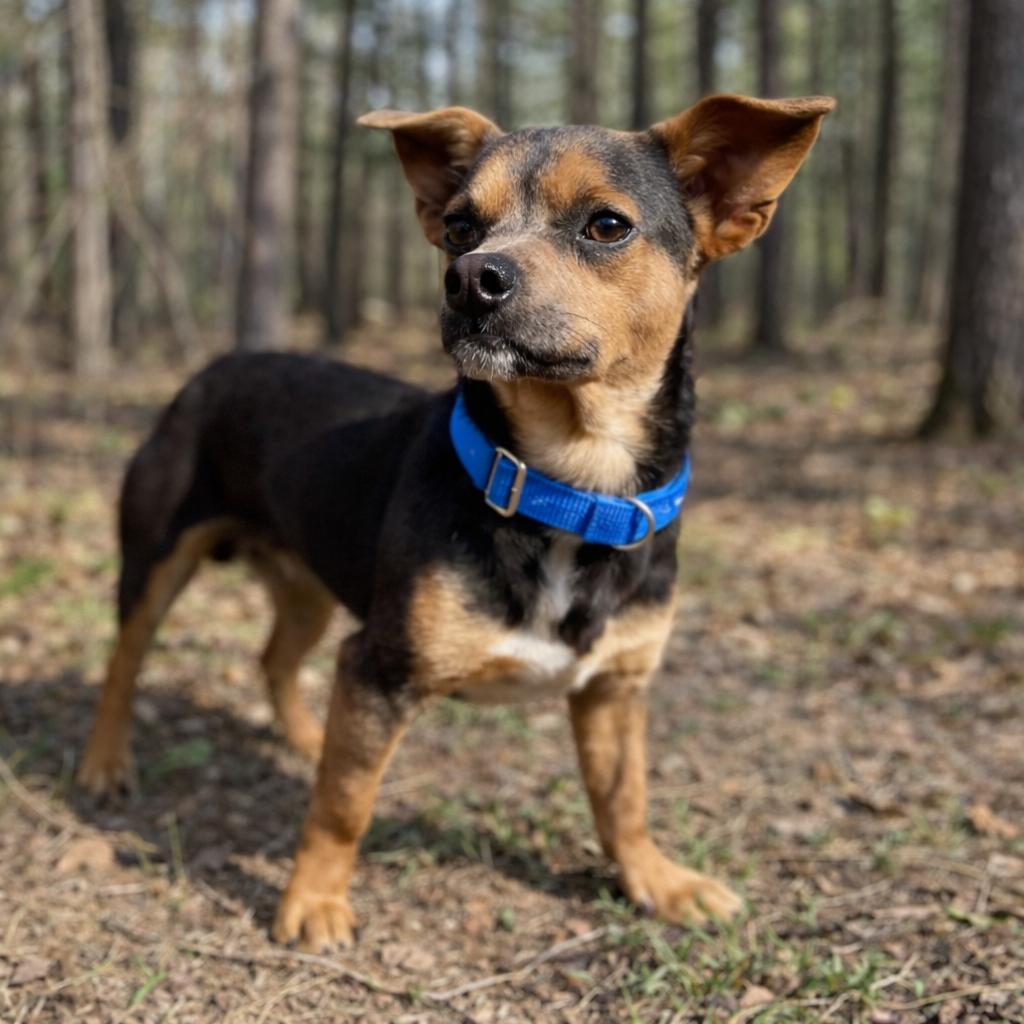 Tramp, a Adoptable mixed breed in Wimberley, TX image 4/6