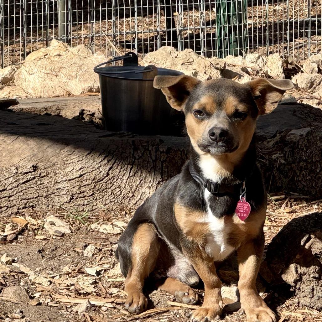 Tramp, a Adoptable mixed breed in Wimberley, TX image 5/6