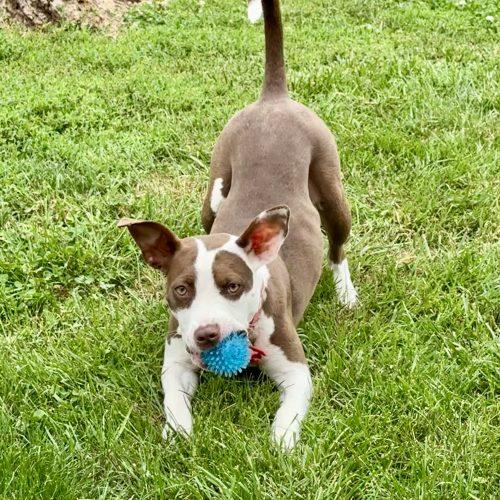 Enlarge Jazzy, a Adoptable mixed breed in Georgetown, KY image 1/5