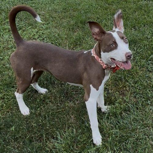 Enlarge Jazzy, a Adoptable mixed breed in Georgetown, KY image 2/5