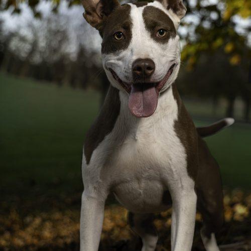 Enlarge Jazzy, a Adoptable mixed breed in Georgetown, KY image 1/5