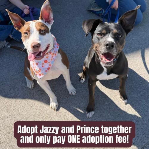 Enlarge Jazzy, a Adoptable mixed breed in Georgetown, KY image 2/5
