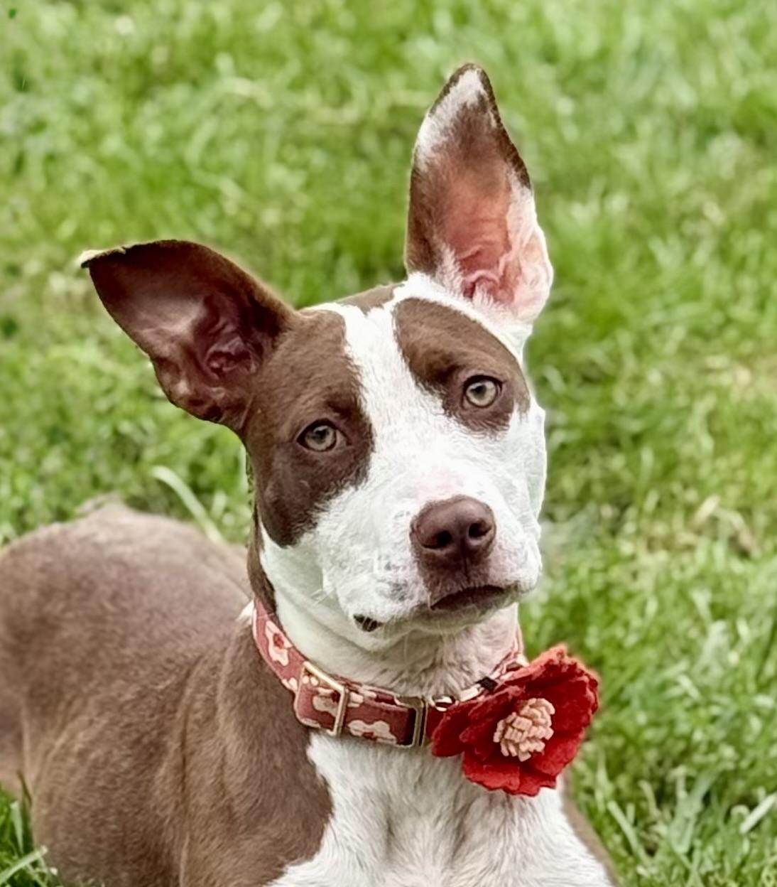 Jazzy, a Adoptable mixed breed in Georgetown, KY image 4/6