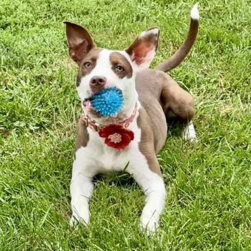 Enlarge Jazzy, a Adoptable mixed breed in Georgetown, KY image 4/5