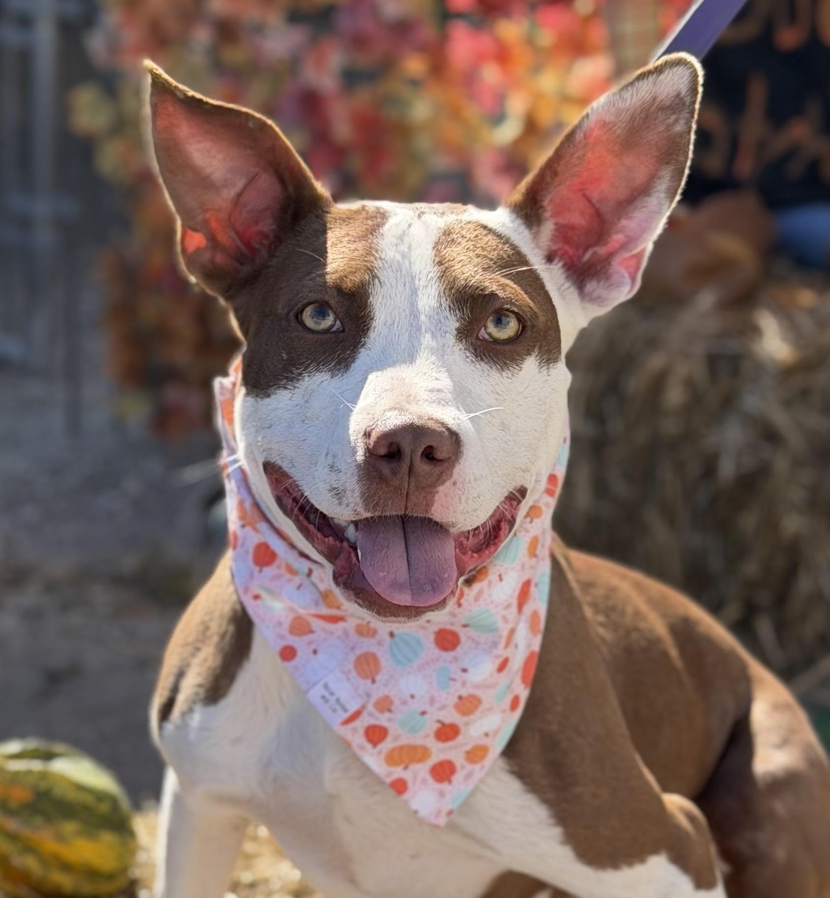 Enlarge Jazzy, a Adoptable mixed breed in Georgetown, KY image 3/5