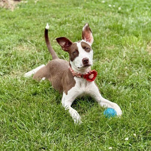 Enlarge Jazzy, a Adoptable mixed breed in Georgetown, KY image 5/5