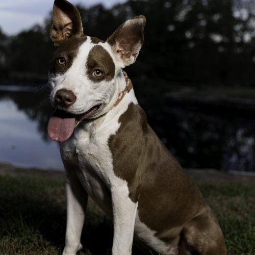 Enlarge Jazzy, a Adoptable mixed breed in Georgetown, KY image 4/5