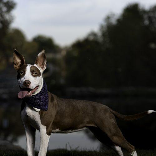 Enlarge Jazzy, a Adoptable mixed breed in Georgetown, KY image 5/5