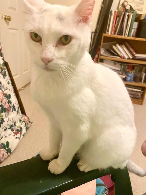 Buffy, a Adoptable Domestic Short Hair in Bentonville, AR image 1/3