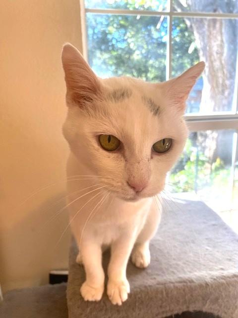 Buffy, a Adoptable Domestic Short Hair in Bentonville, AR image 2/3