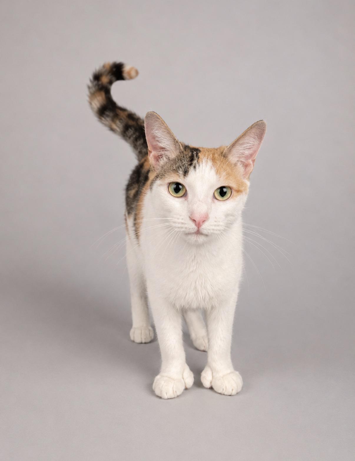 Reva, a Adoptable mixed breed in Jersey City, NJ image 1/6