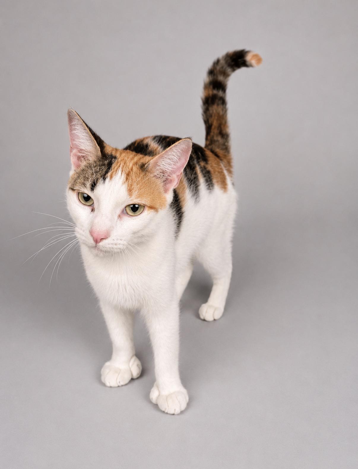 Reva, a Adoptable mixed breed in Jersey City, NJ image 5/6