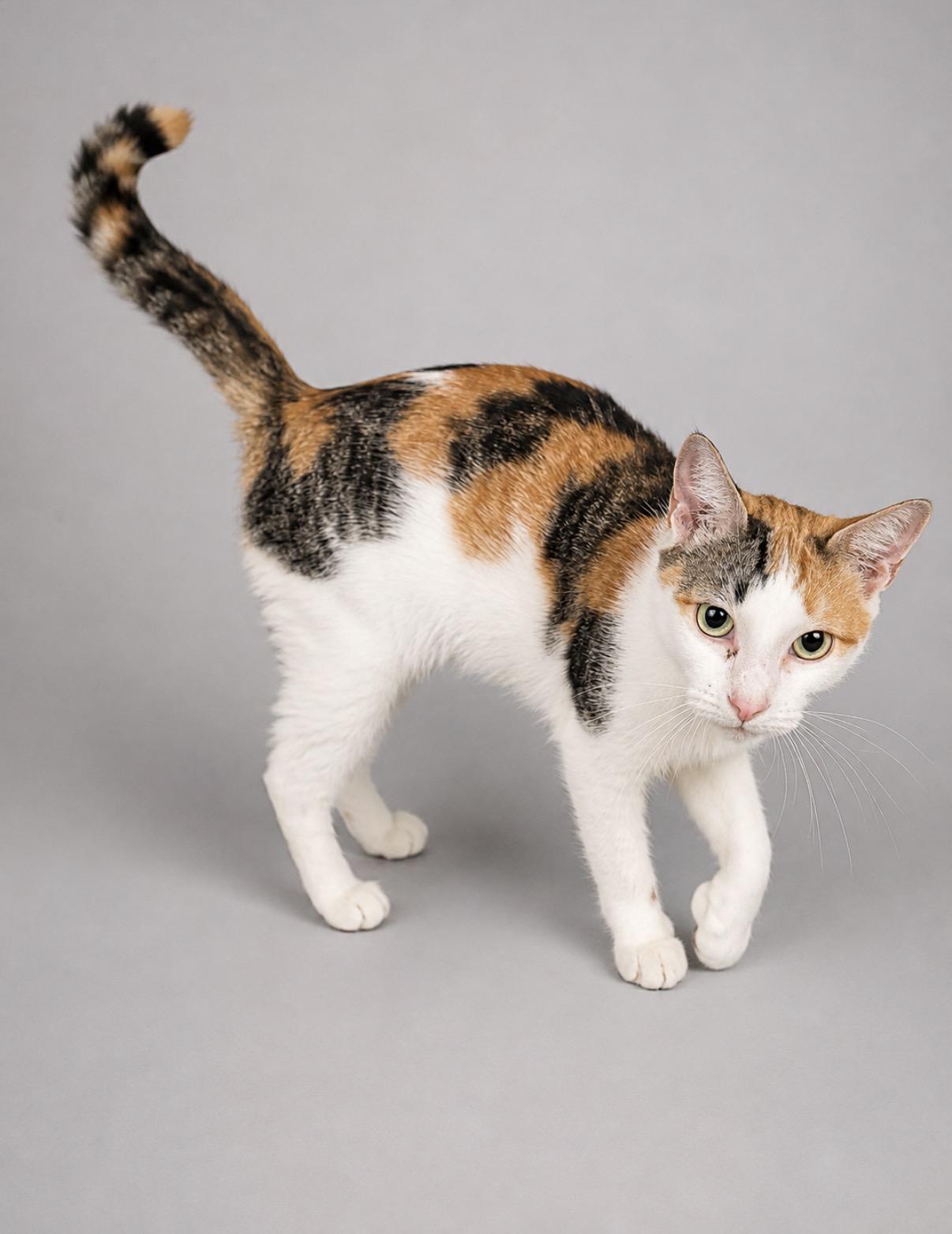 Reva, a Adoptable mixed breed in Jersey City, NJ image 4/6