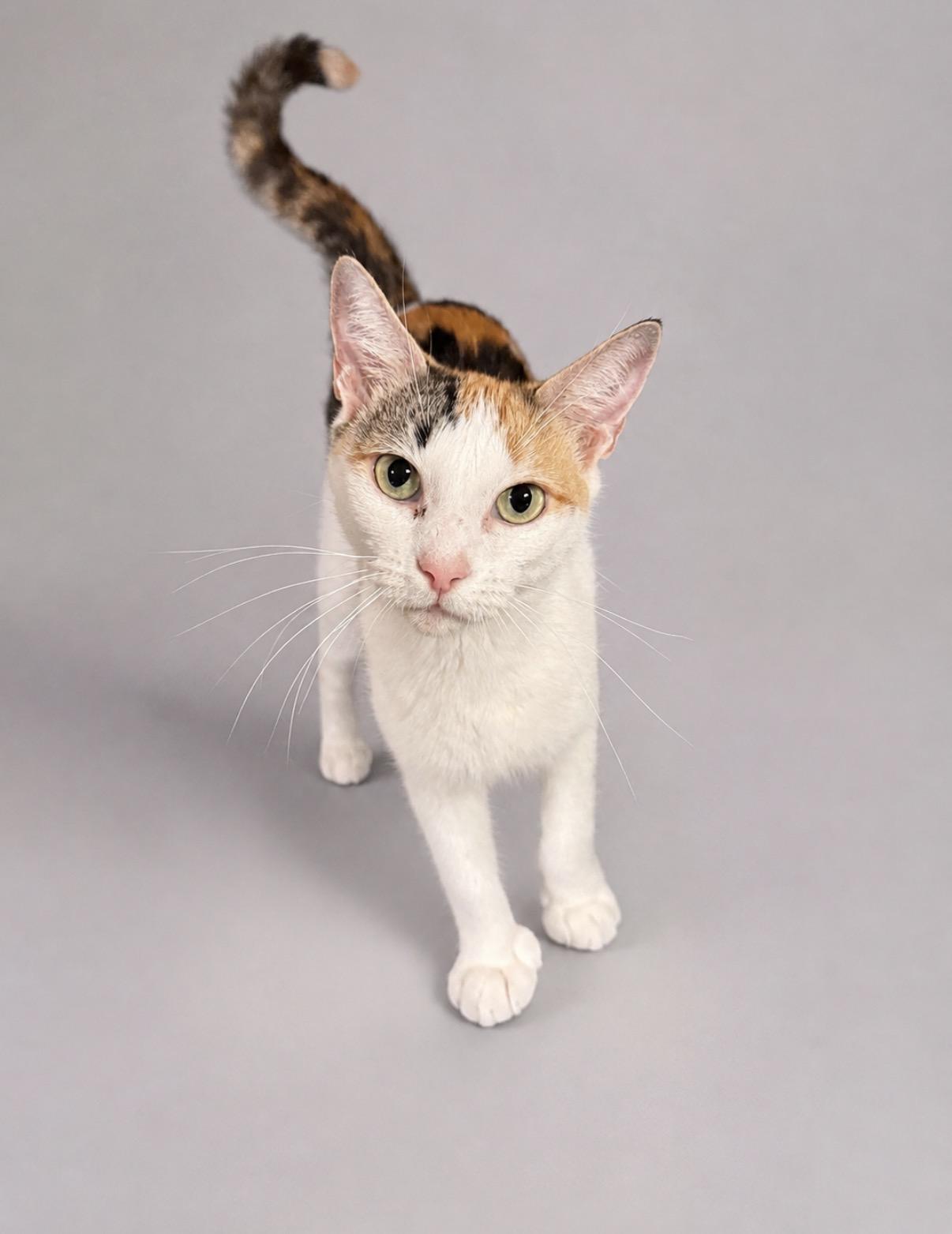 Reva, a Adoptable mixed breed in Jersey City, NJ image 3/6