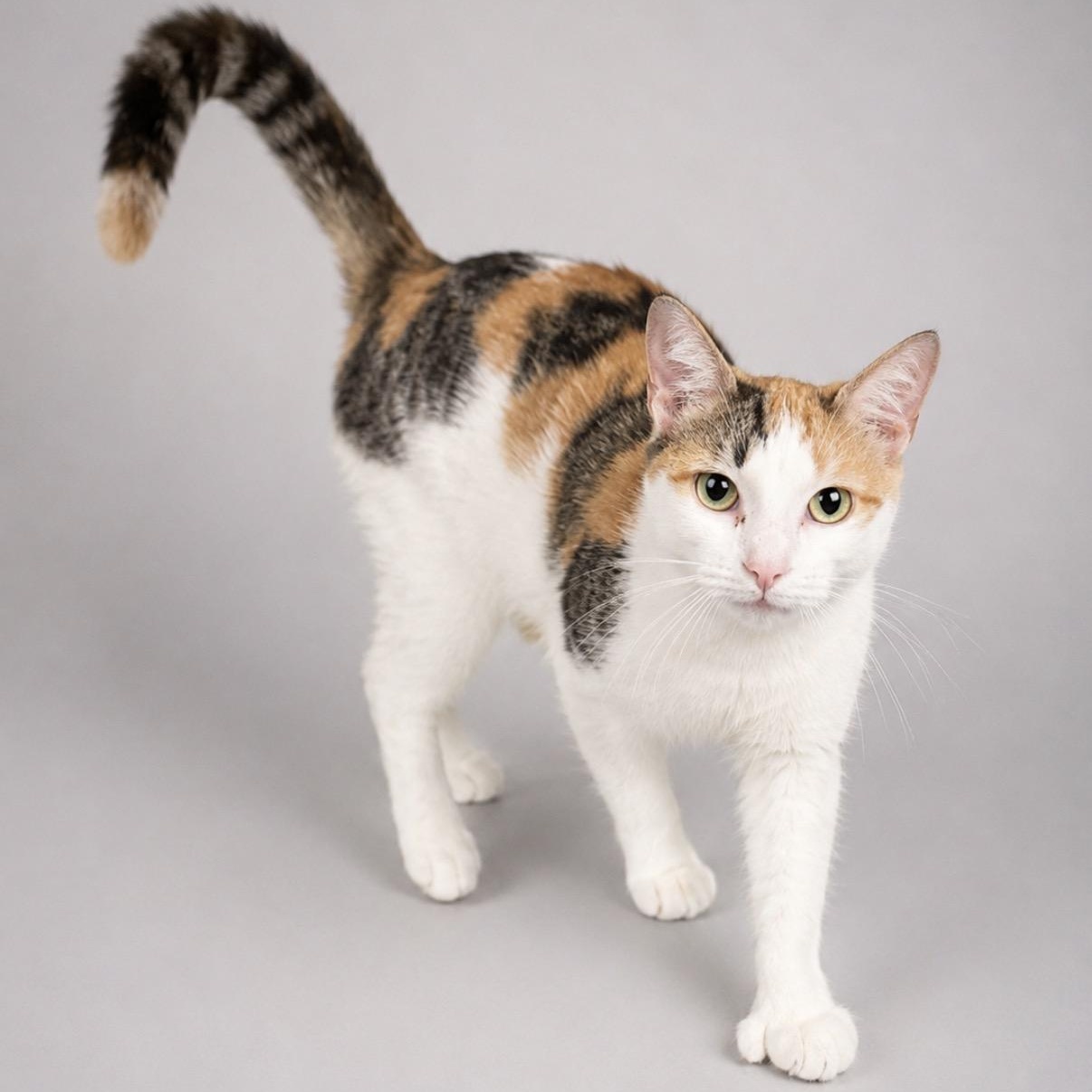 Reva, a Adoptable mixed breed in Jersey City, NJ image 2/6