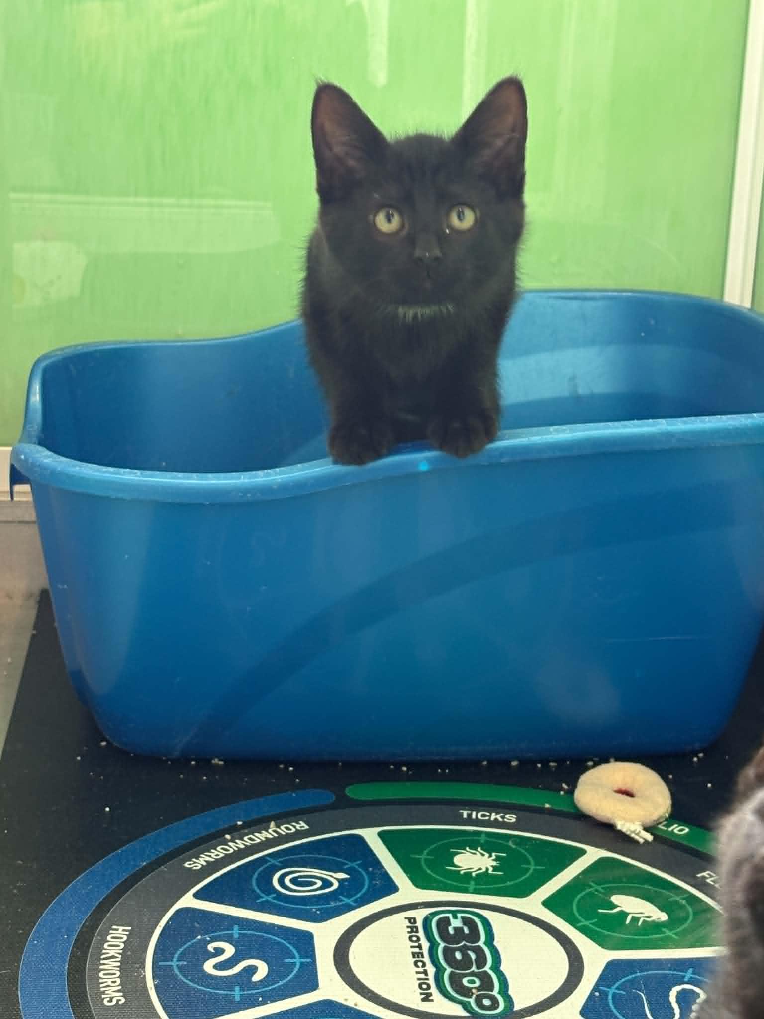 Bobby Brady, ADOPTABLE, Kitten Male American Shorthair.