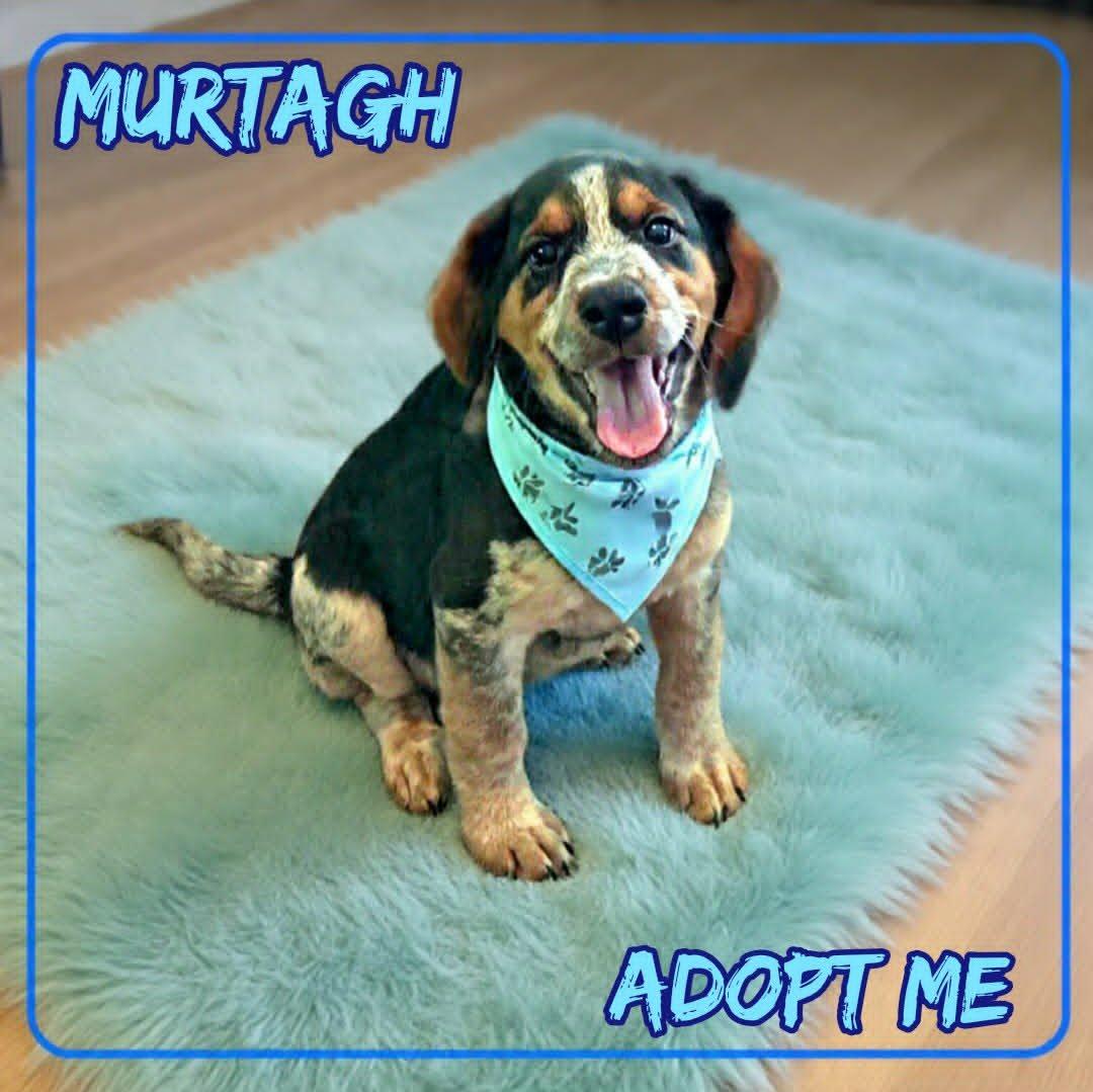 Murtagh, an adopted mixed breed in Grove, OK image 1/5