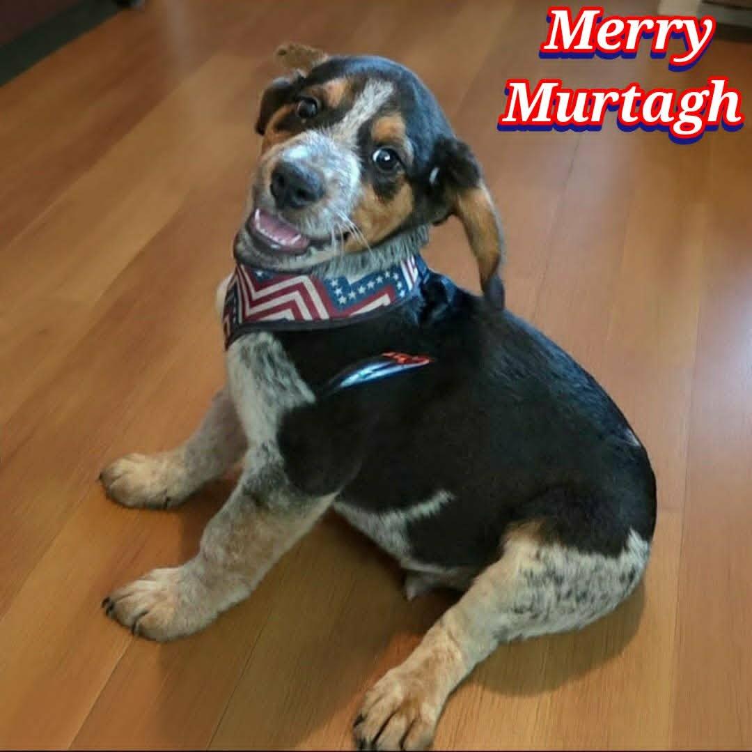 Murtagh, an adopted mixed breed in Grove, OK image 3/5