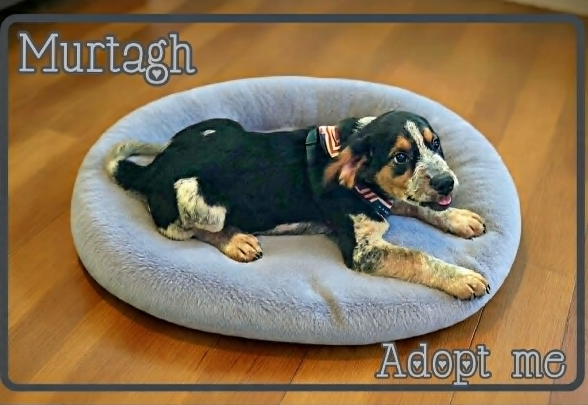 Murtagh, an adopted mixed breed in Grove, OK image 5/5