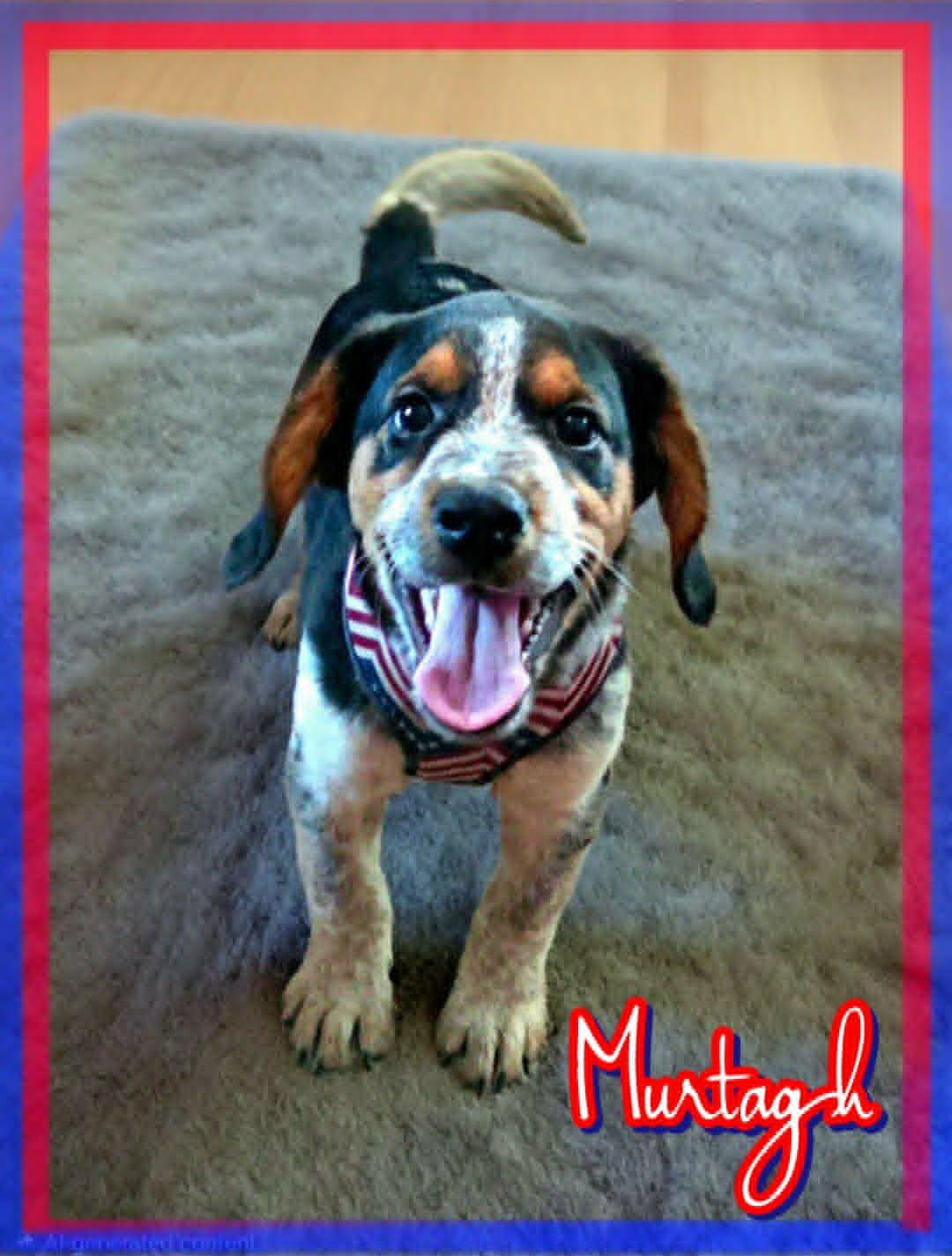 Murtagh, an adopted mixed breed in Grove, OK image 4/5