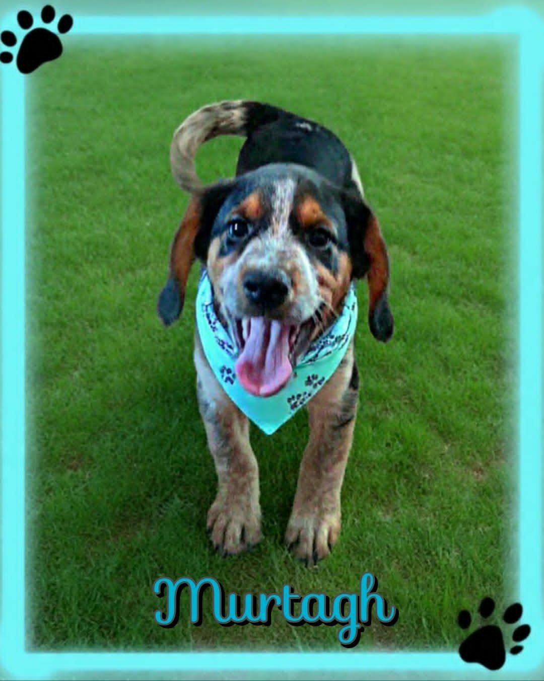 Murtagh, an adopted mixed breed in Grove, OK image 2/5