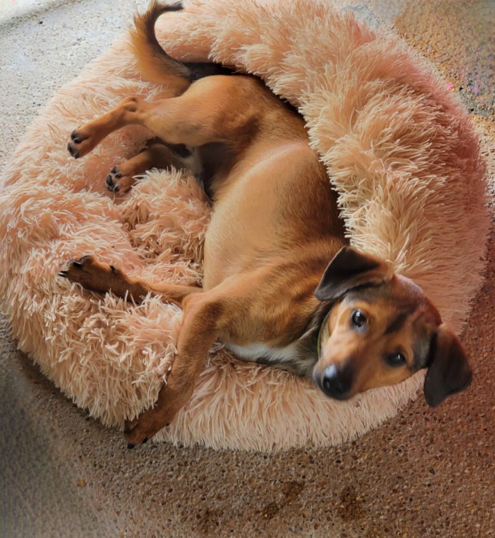 Enlarge Buddy, a Adopted Chiweenie in Leesburg, AL image 1/13